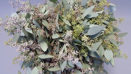 <h4>Leaf eucalyptus populus grain</h4>