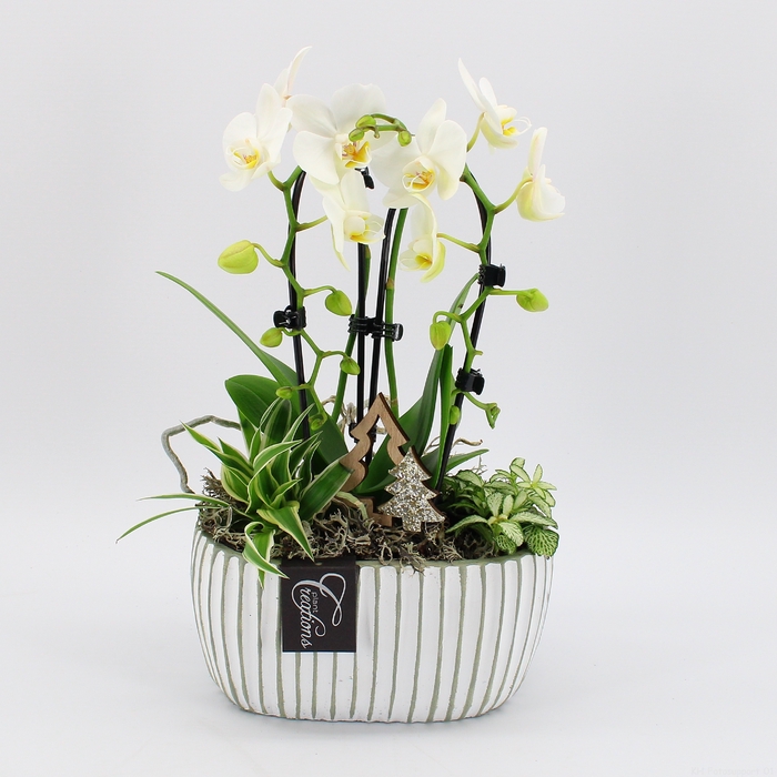 <h4>PHALXM-2318 Phalaenopsis Xmas</h4>