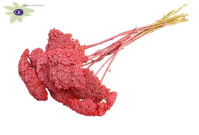 <h4>Achillea per stem frosted cerise</h4>
