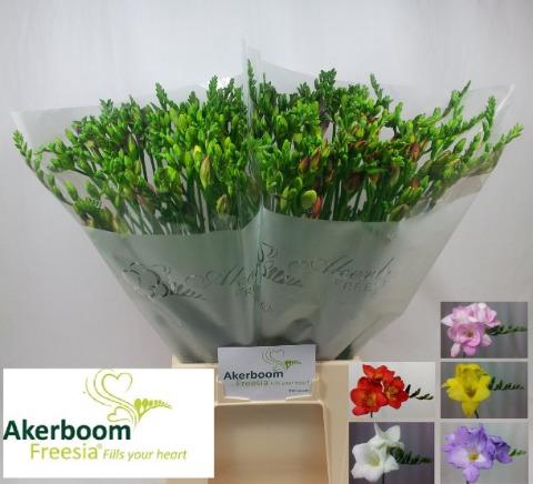 <h4>Freesia si mix in bunch Akerboom</h4>
