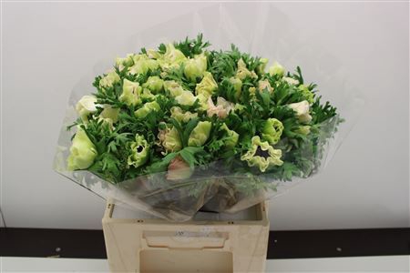 <h4>Anem Z Mistral Pastel White</h4>