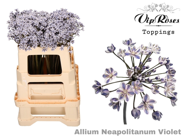<h4>Allium Vip Neapolitanum Violet</h4>