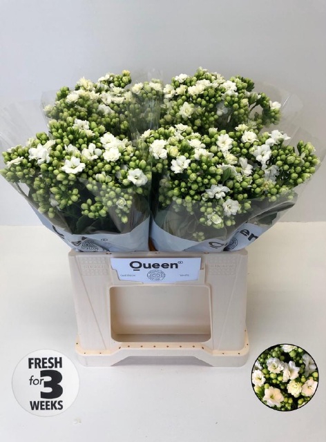 <h4>Kalanchoe crystal white meadow</h4>