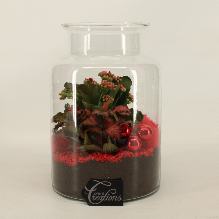 <h4>BAXM-2305R Xmas Fundamentals terrarium</h4>