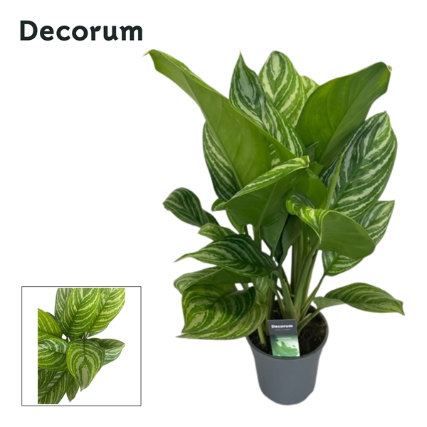 <h4>Aglaonema Stripes</h4>