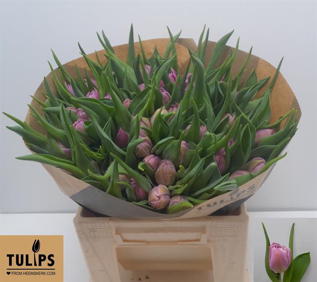 <h4>Tulipa do double price</h4>