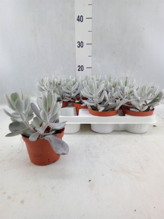 <h4>Cotyledon 'coral'</h4>