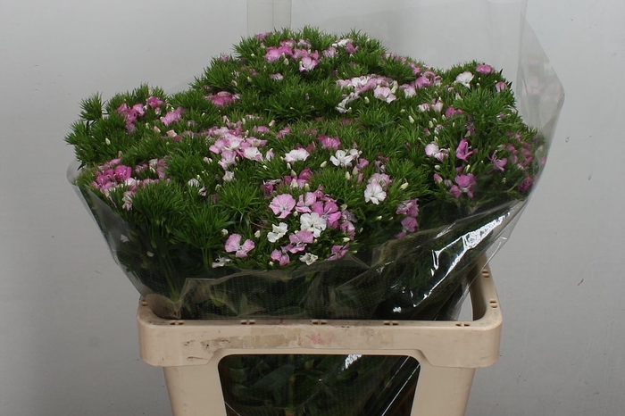 <h4>Di Barb Amazon Pink Super</h4>