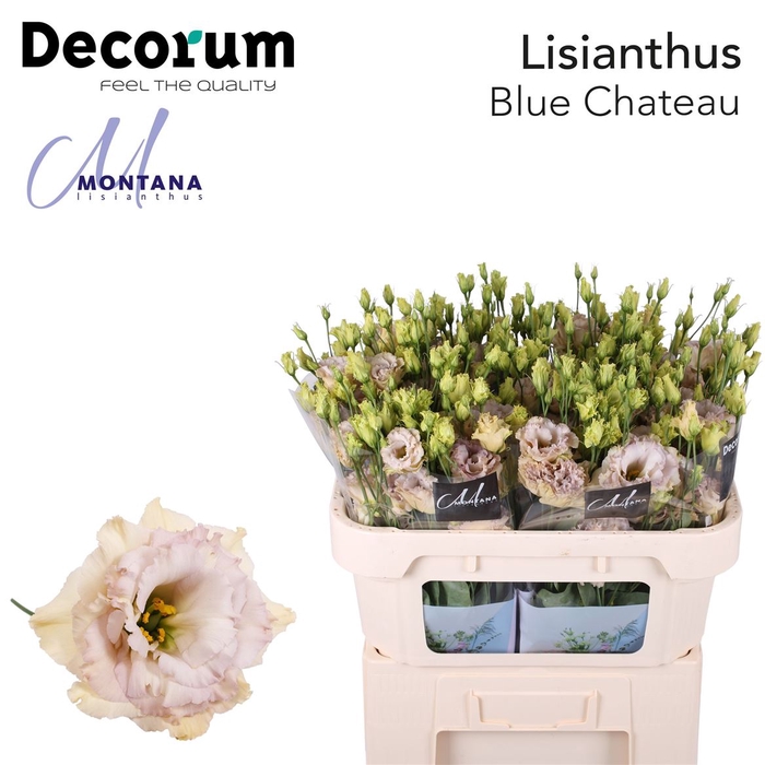 <h4>Eustoma Russellianum Double Flowered Blue Chateau</h4>