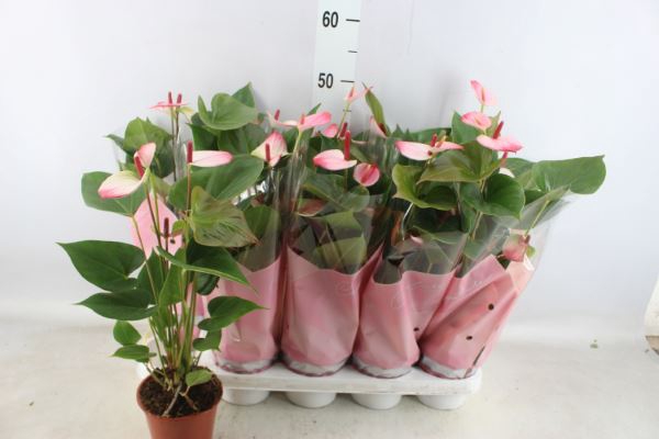 <h4>Anthurium  'Pr. Amalia Elegance'</h4>