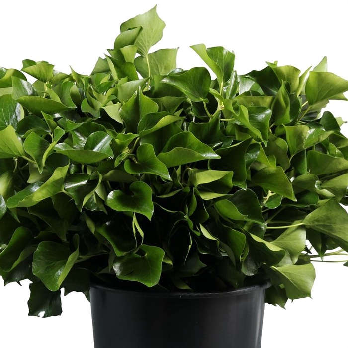 <h4>Hedera NL Super</h4>