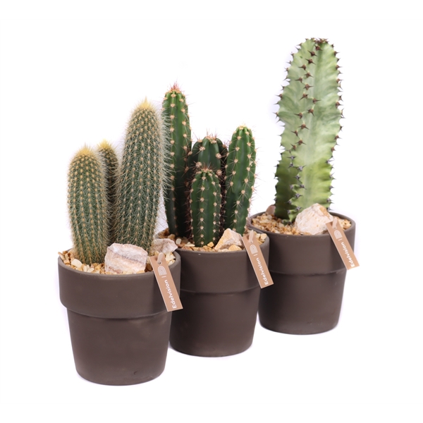 <h4>Cactus 12 cm in grijs/bruine pot met rand met grind, keien en etiket</h4>