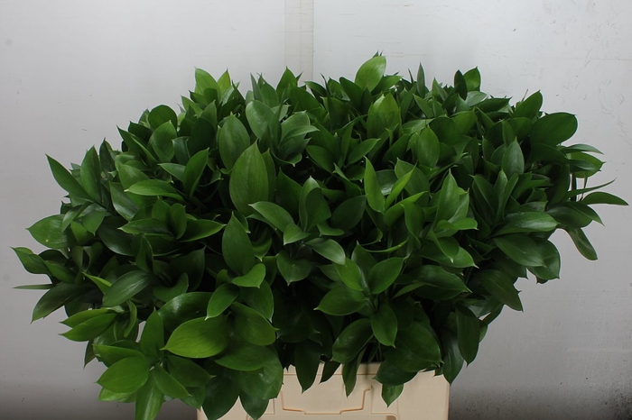 <h4>Ruscus Hypophyllum 70cm</h4>