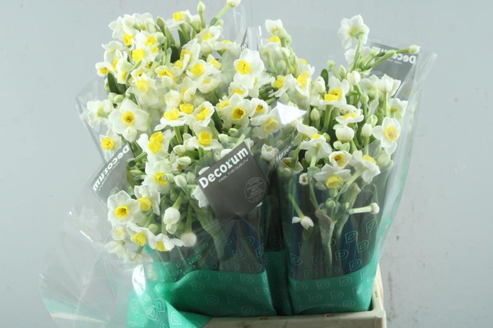 <h4>Narcissus sp avalanche</h4>