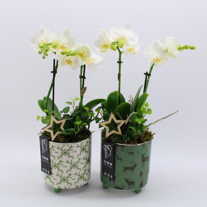 <h4>PHALXM-2328 Phalaenopsis Xmas</h4>