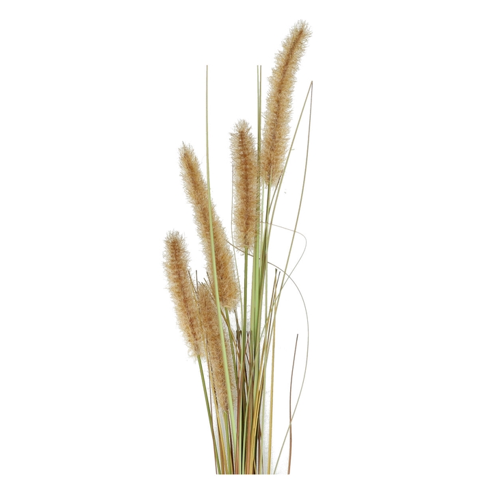 <h4>Silk Dogtail grass 91cm</h4>