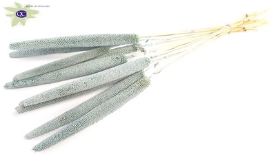 <h4>Babala on natural stem frosted light blue</h4>