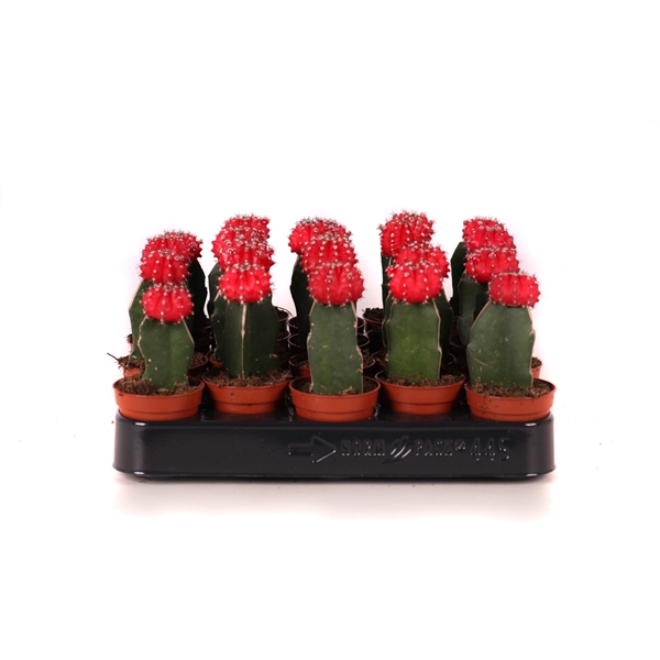 <h4>Cactus geent rood 5,5 cm</h4>
