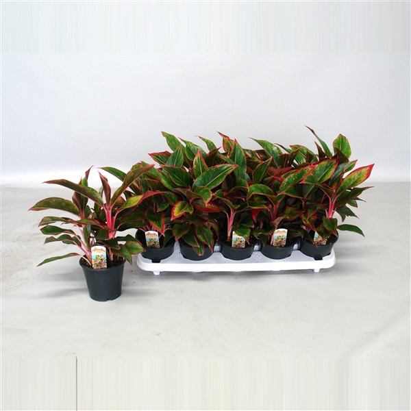 <h4>Aglaonema Crete</h4>