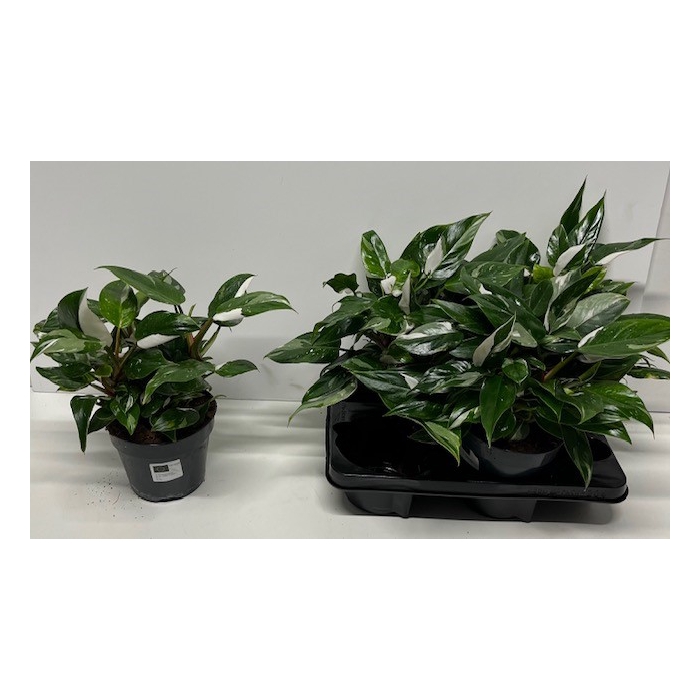 <h4>Philodendron White Knight 15Ø 40cm</h4>