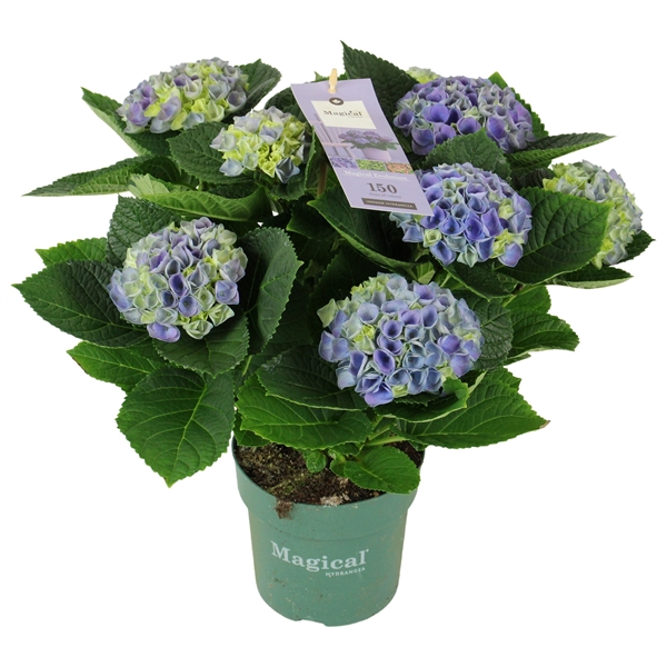 <h4>Hydrangea Magical Evolution ® blue 7/8 flowers</h4>