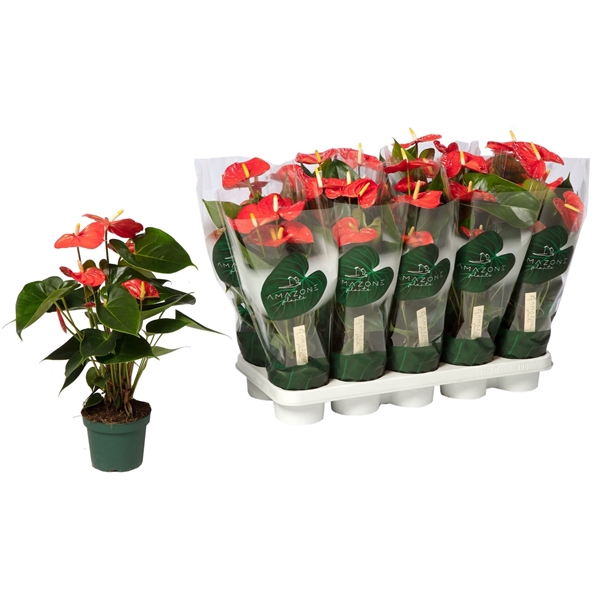 <h4>Anthurium Solara 12cm</h4>