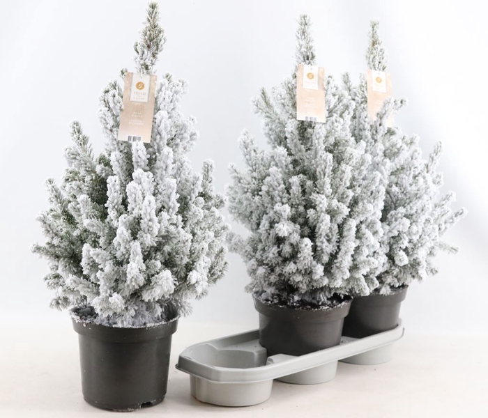 <h4>Picea glauca December</h4>