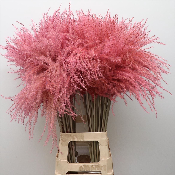 <h4>Dried Stipa Feather Baby Pink</h4>