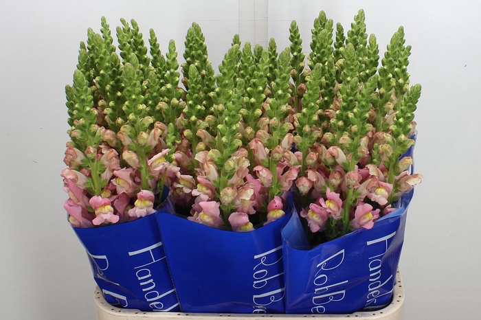<h4>Antir Antibes Pink</h4>