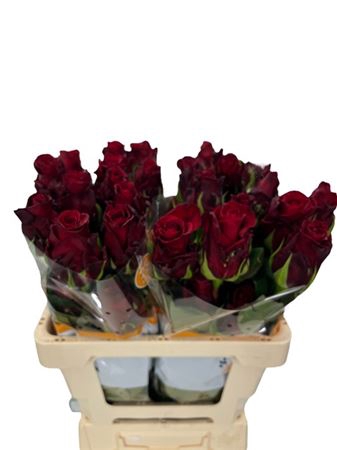 <h4>Rosa ec merry me</h4>