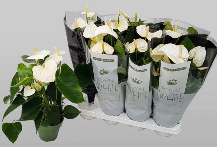 <h4>Anthurium Andreanum Grp Montana</h4>