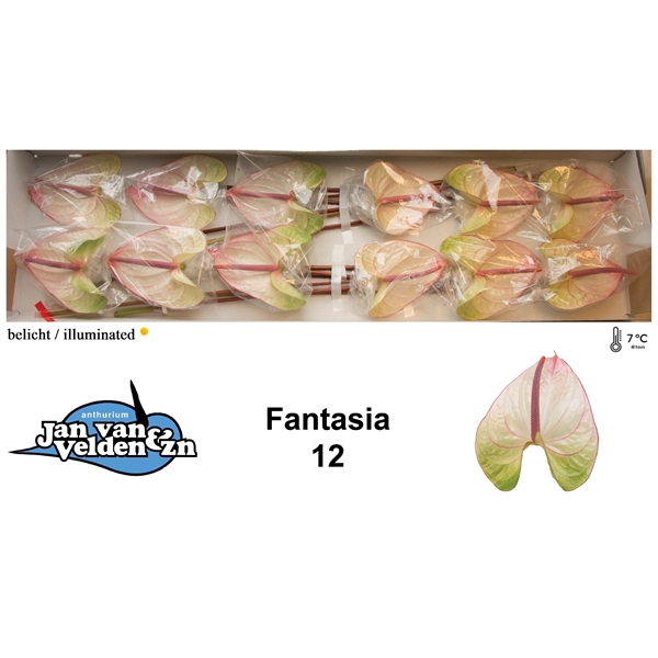<h4>Fantasia 12</h4>