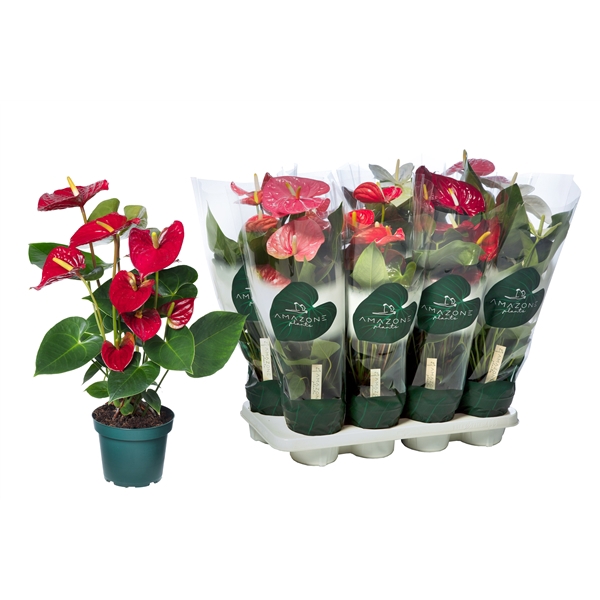 <h4>Anthurium mix 14cm 4 kleuren</h4>