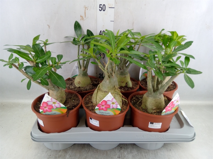 <h4>Adenium obesum</h4>