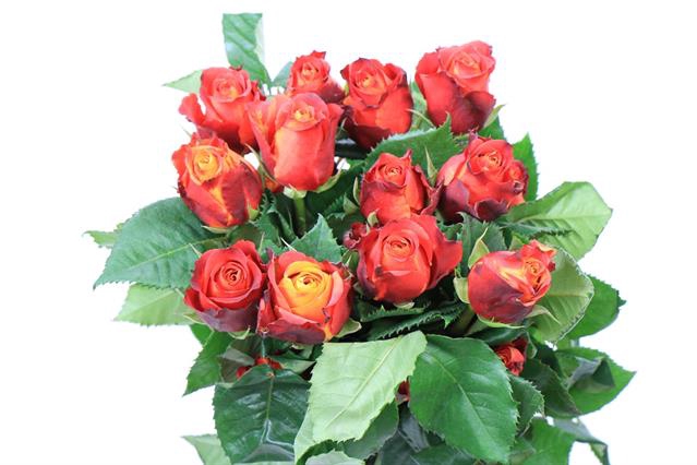 <h4>Rosa ec atomic</h4>