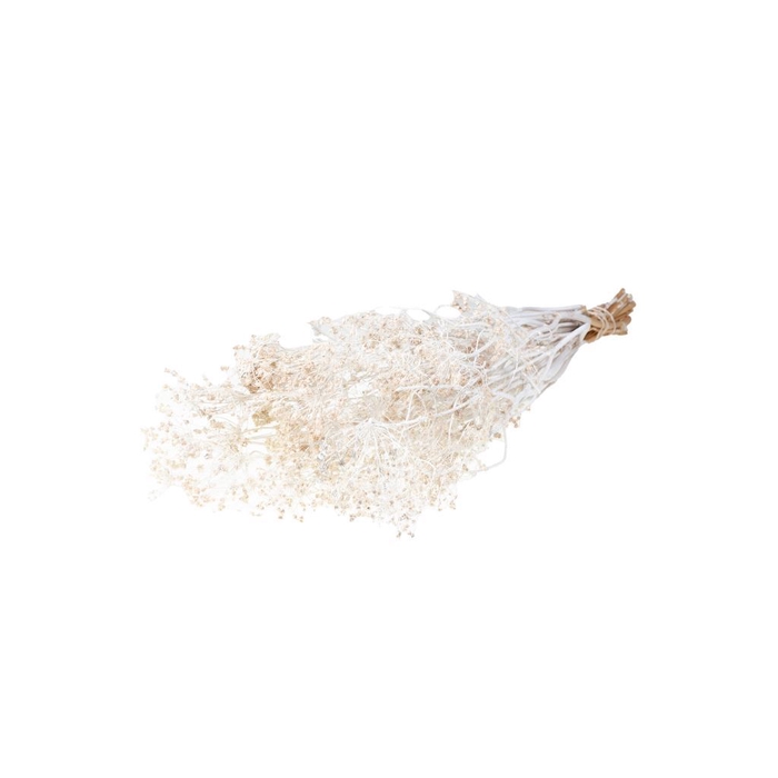 <h4>Bupleurum open 55cm w s g</h4>