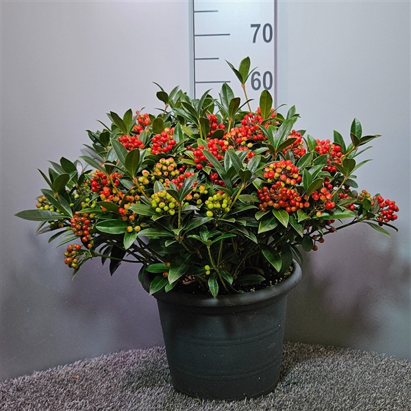 <h4>Skimmia japonica 'Red Berry Bee'</h4>