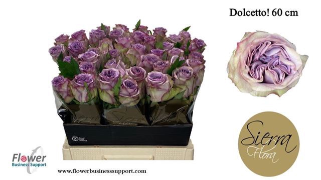 <h4>ROSA DOLCETTO!</h4>