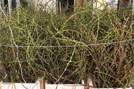 <h4>Salix curly locks</h4>