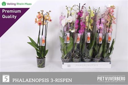 <h4>Phal Gem 6 Kl 3 Tak</h4>