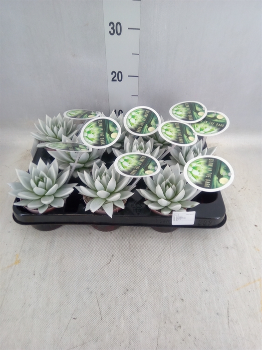<h4>Echeveria  'Miranda'</h4>