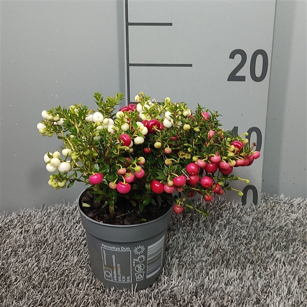 <h4>Pernettya 'Bio-Colour'</h4>