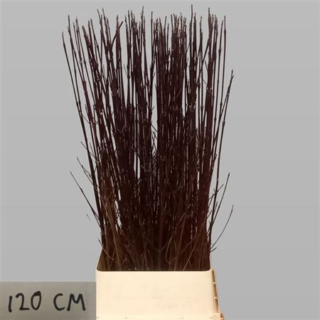 <h4>Cornus Alba Sibirica 120cm</h4>
