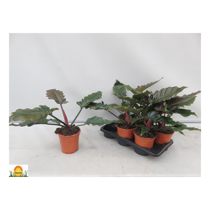 <h4>Philodendron New Red 17Ø 55cm</h4>
