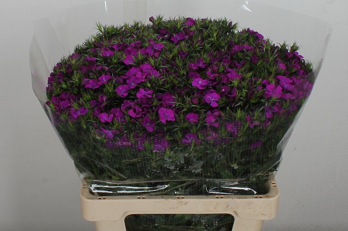<h4>Di Barb Amazon Purple Super</h4>