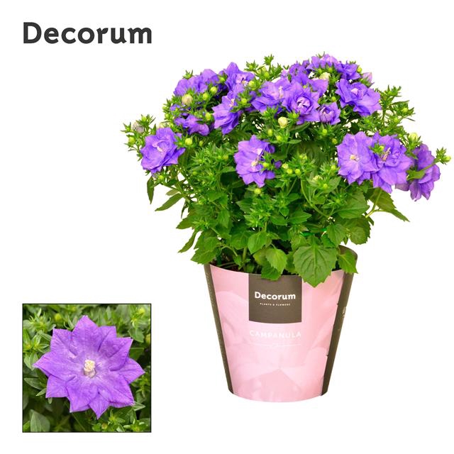 <h4>CAMPANULA ISO DUBLIN BLUE </h4>