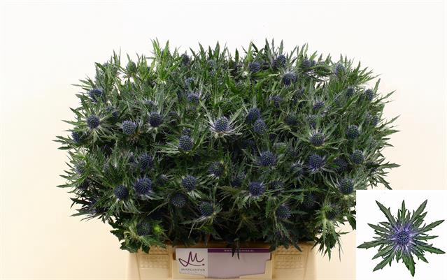 <h4>Eryngium orion questar</h4>