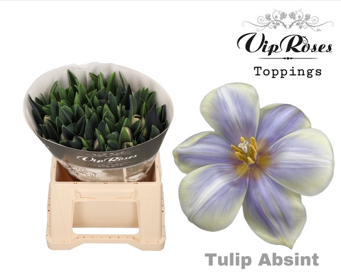 <h4>Tulipa si paint absint</h4>