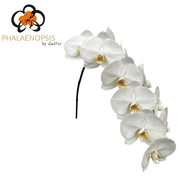 <h4>Phalaenopsis magnificent maliha (per flower)</h4>
