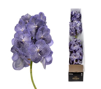 <h4>Vanda purple spot</h4>